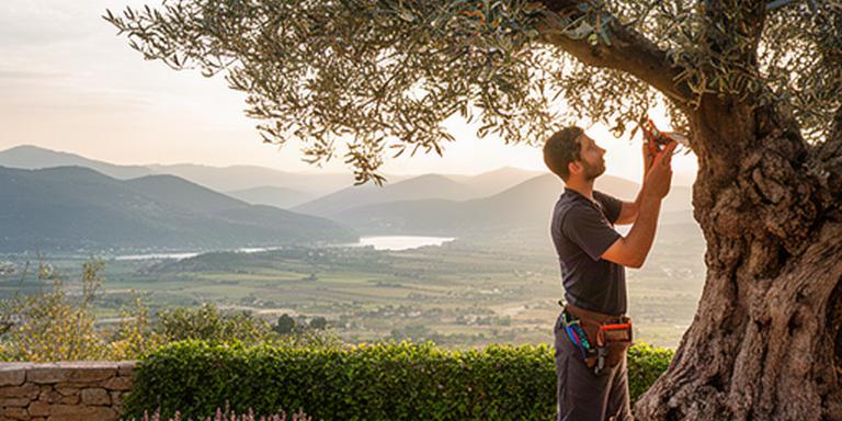 Giardiniere che pota un ulivo in un giardino mediterraneo con vista sul Cilento