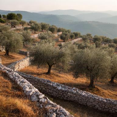 Oliveto dell'Azienda Agricola La Collina con muretti a secco restaurati